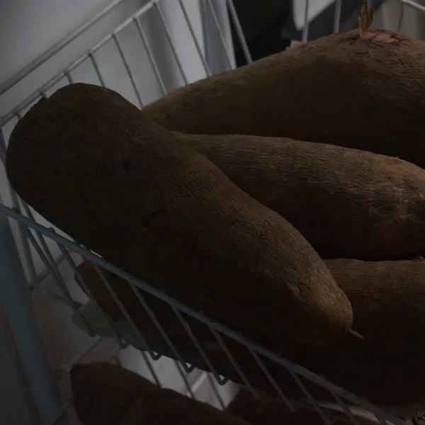 Puna Yam